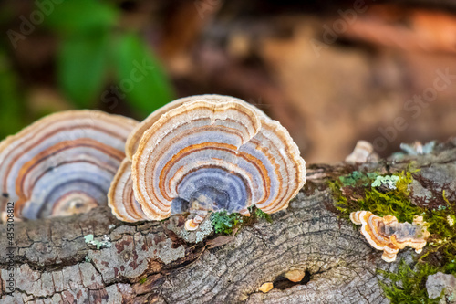 Turkey Tail Medicinal Mushroom (Trametes versicolor)