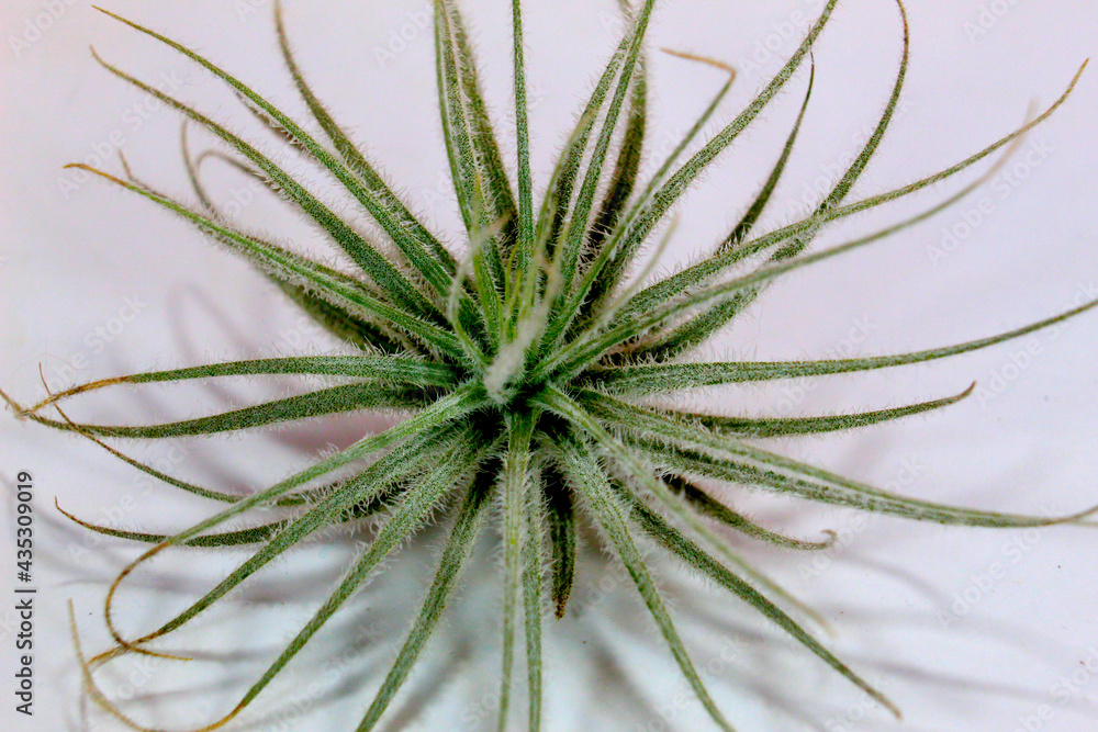 tillandsia tectorum air plant macro