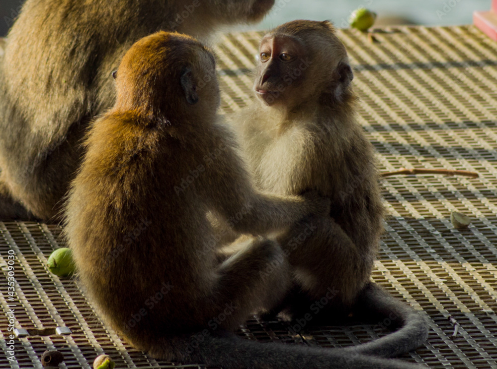 Naklejka premium The monkey see each other