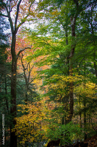 Fototapeta Naklejka Na Ścianę i Meble -  Autumn in the forest