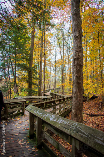 Wooden path in autumn forest