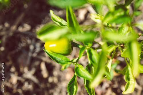 close-up of mini bell pepper plant outdoor in sunny vegetable