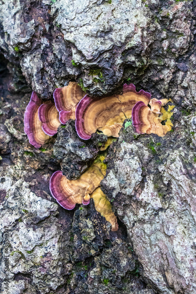 Violet-toothed polypore (Trichaptum biforme) in the woods