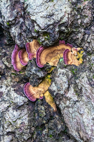 Violet-toothed polypore (Trichaptum biforme) in the woods