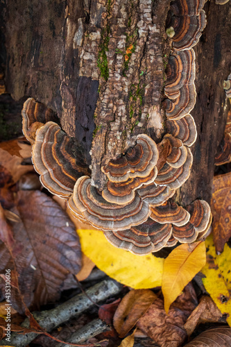Medicinal turkey tail (Trametes versicolor) polypore mushroom 