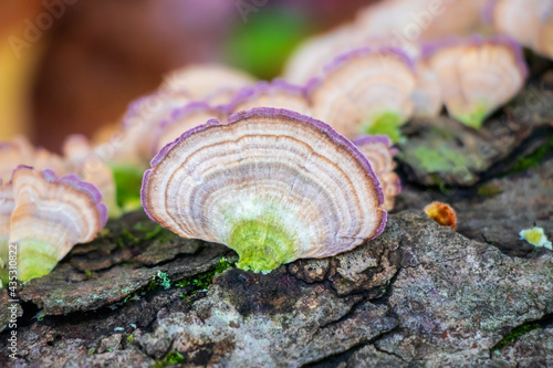 Violet-toothed polypore (Trichaptum biforme) in the woods