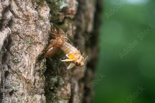 Brood X cicada