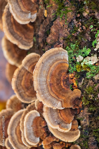 Medicinal turkey tail (Trametes versicolor) polypore mushroom 