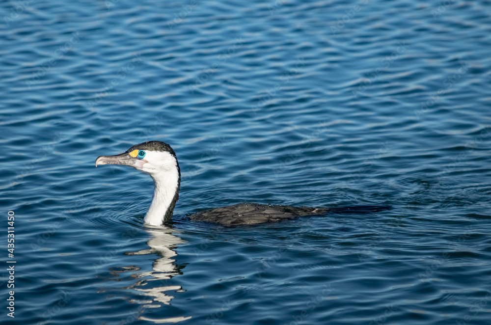 Pied Shag, Phalacrocorax varius, Pouawa Marine Reserve, Gisborne, New Zealand Pied Shag, Phalacrocorax varius, Pouawa Marine Reserve, Gisborne, New Zealand