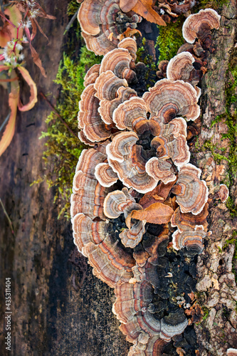 Medicinal turkey tail (Trametes versicolor) polypore mushroom 