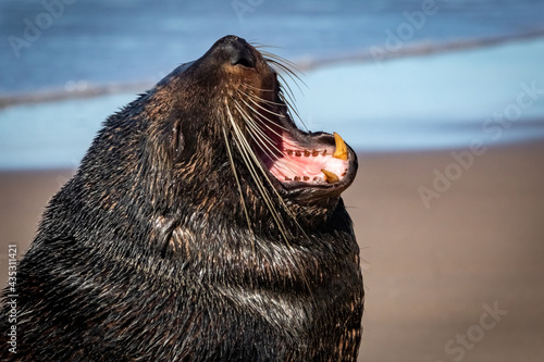 Funny closeup image of New Zealand fur seal yawning, looking like its laughing 