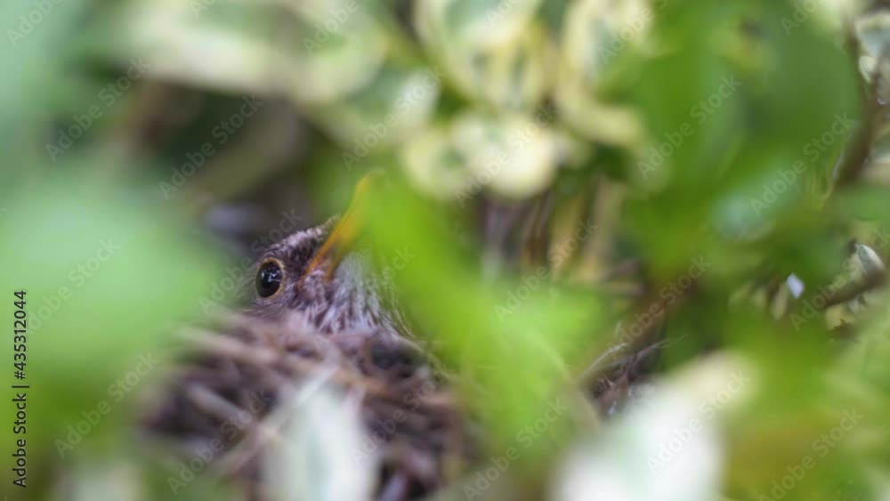 young birds were hungry and waiting for their mother to feed. The little bird stayed in the nest on the tree during the day in the garden. Young birds open their mouths, waiting for food. young birds were hungry and waiting for their mother to feed. The little bird stayed in the nest on the tree during the day in the garden. Young birds open their mouths, waiting for food.