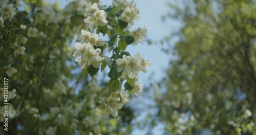 White flowers in a park on a sunny day