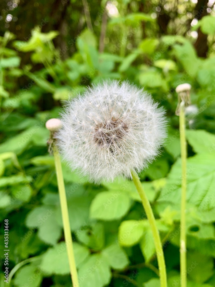 Fluffy white dandelion, closeup focus on foreground. Fluffy white dandelion, closeup focus on foreground.