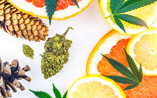 Cannabis terpenes concept with Marijuana bud lemons grapefruit leafs and pine cones