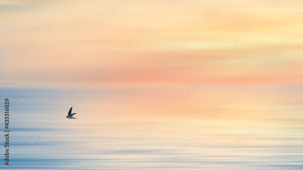 swallow bird flying over blue sea and sky of sunrise background