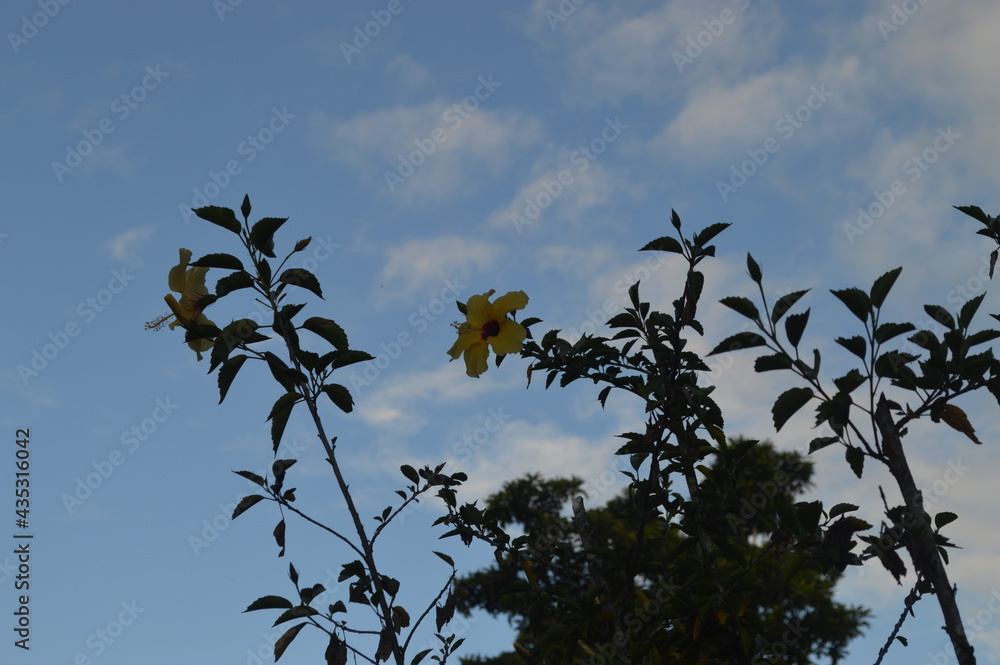 Obraz premium sky and clouds