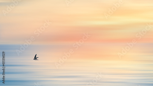swallow bird flying over blue sea and sky of sunrise background © Mongkolchon