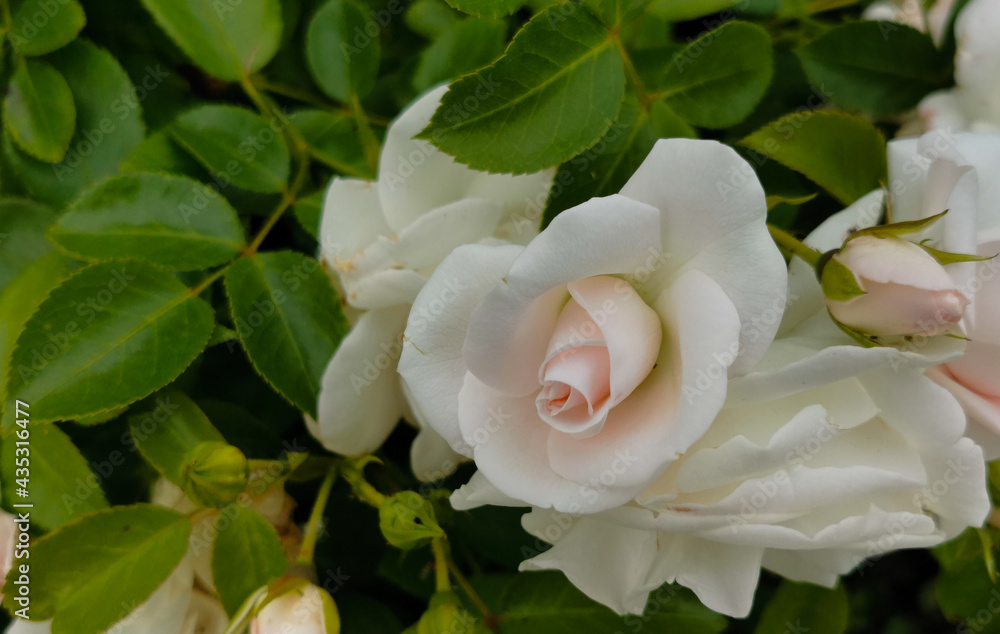 Rosa bengala Rosa chinensis Jacq. Bengal rose, China rose, Chinese rose Rosa bengala Rosa chinensis Jacq. Bengal rose, China rose, Chinese rose