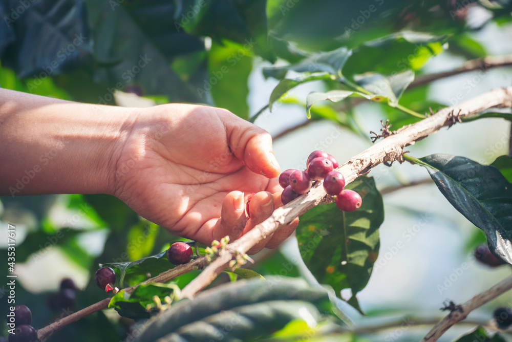 Man Hands harvest coffee bean ripe Red berries plant fresh seed coffee tree growth in green eco organic farm. Close up hands harvest red ripe coffee seed robusta arabica berry harvesting coffee farm Man Hands harvest coffee bean ripe Red berries plant fresh seed coffee tree growth in green eco organic farm. Close up hands harvest red ripe coffee seed robusta arabica berry harvesting coffee farm
