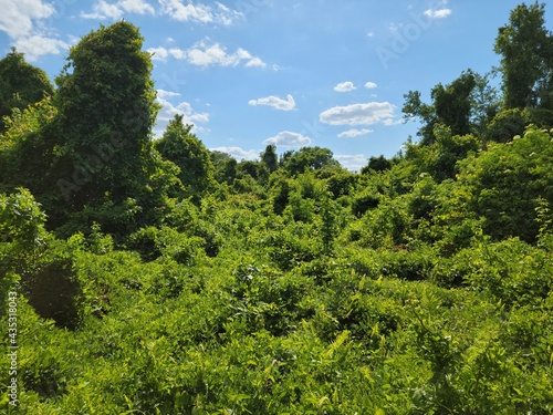 green forest trees and bushes overgrowth