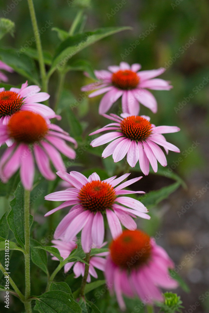 Purple Coneflowers Growing Along Riverbank Purple Coneflowers Growing Along Riverbank