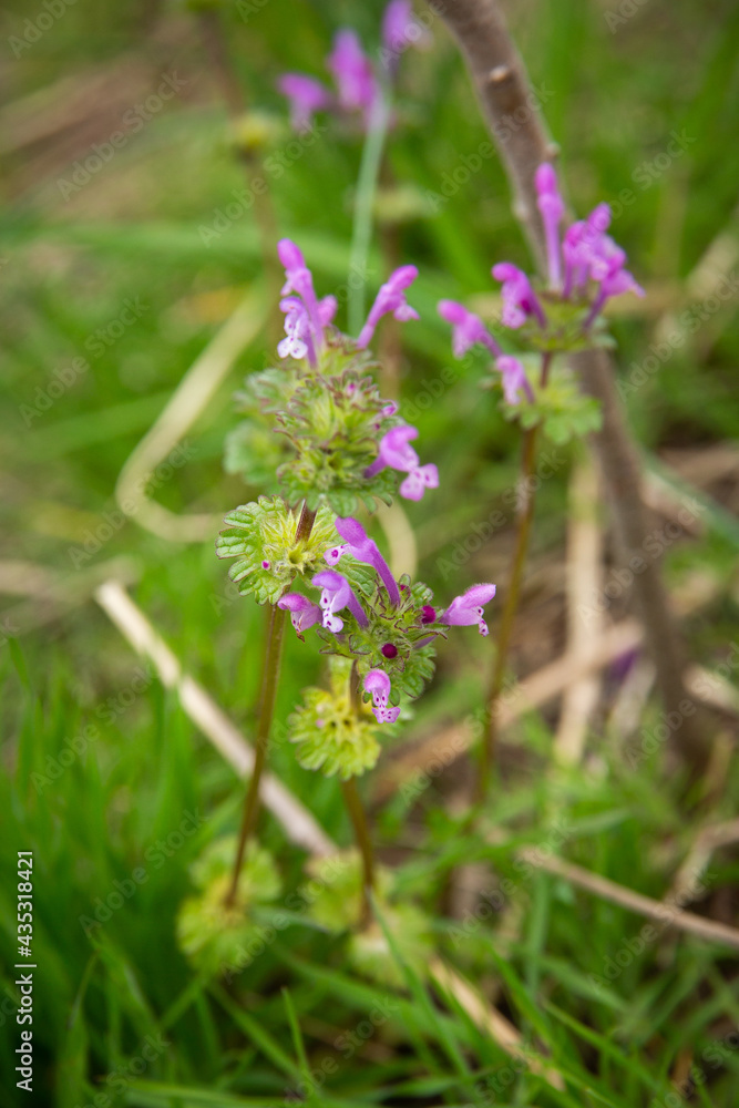 Purple Henbit Flowers Growing on City Street Purple Henbit Flowers Growing on City Street