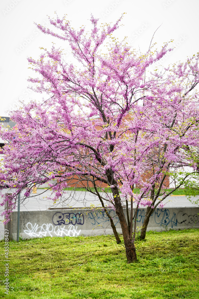 Fototapeta premium Flowering Redbud Tree Growing in City Park