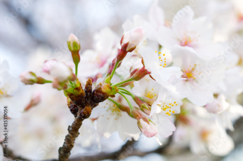 桜
