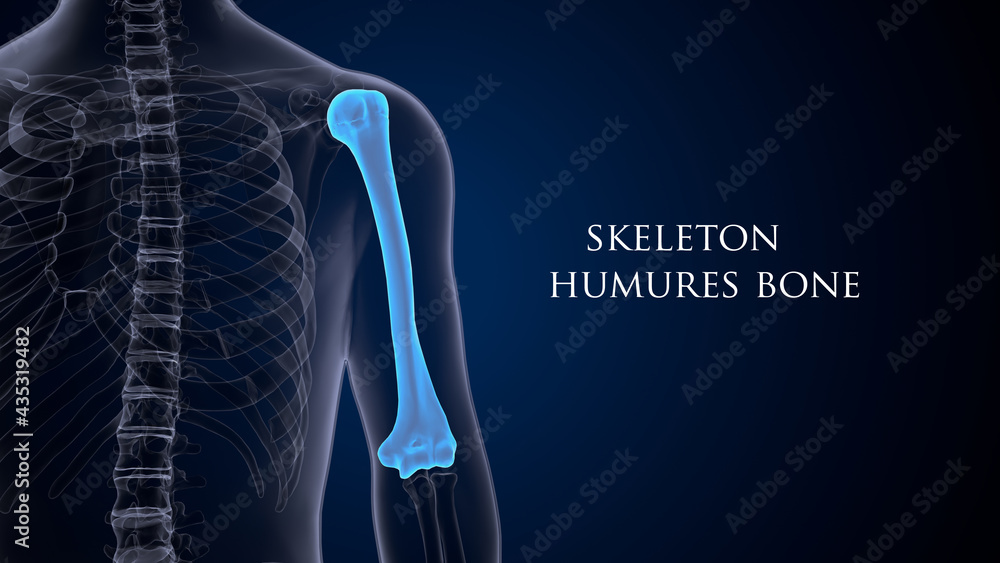3d render of male human skeleton anatomy ytem 3d render of male human skeleton anatomy ytem