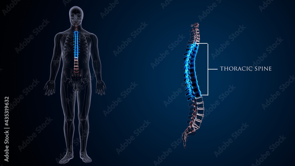Human Skeleton Vertebral Column Thoracic Vertebrae Anatomy. 3D Illustration Human Skeleton Vertebral Column Thoracic Vertebrae Anatomy. 3D Illustration