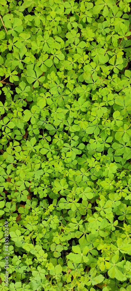 NATURAL GREEN PLANT NATURAL GREEN PLANT