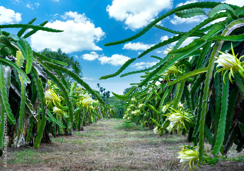 Dragon fruit flower in organic farm. This flower blooms in 4 days if pollination will pass and the left, this is the kind of sun-loving plant grown in the appropriate heat Dragon fruit flower in organic farm. This flower blooms in 4 days if pollination will pass and the left, this is the kind of sun-loving plant grown in the appropriate heat