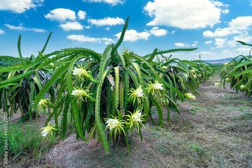 Dragon fruit flower in organic farm. This flower blooms in 4 days if pollination will pass and the left, this is the kind of sun-loving plant grown in the appropriate heat