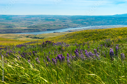 Fotografie Wild Flowers Blooming in Columbia Hills Historical State Park, Washington