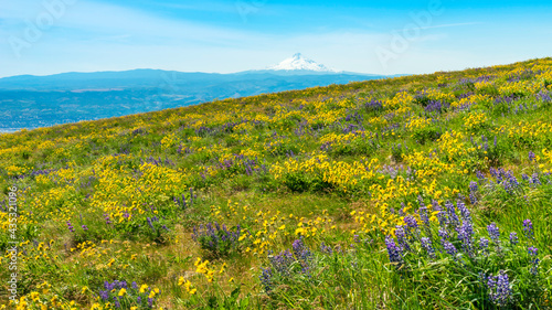 Fotografie Columbia Hills Historical State Park Wildflowers Blooming, Washington