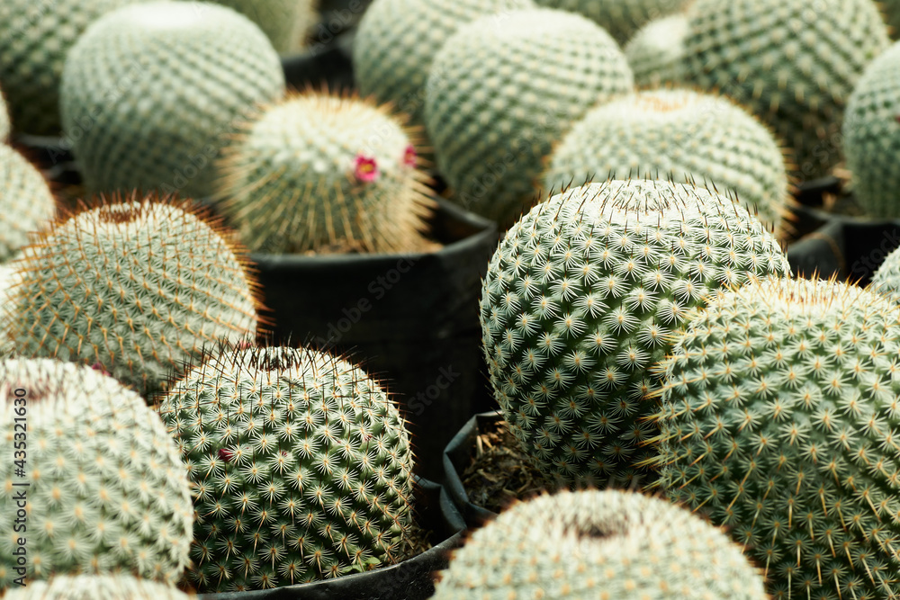 Cactus Mammilaria pseudoperbella con flor rosada. Cactus Mammilaria pseudoperbella con flor rosada.