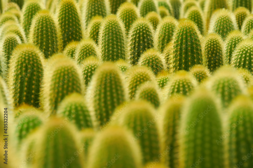 Fondo de varios cactus trixanthocereus. Fondo de varios cactus trixanthocereus.