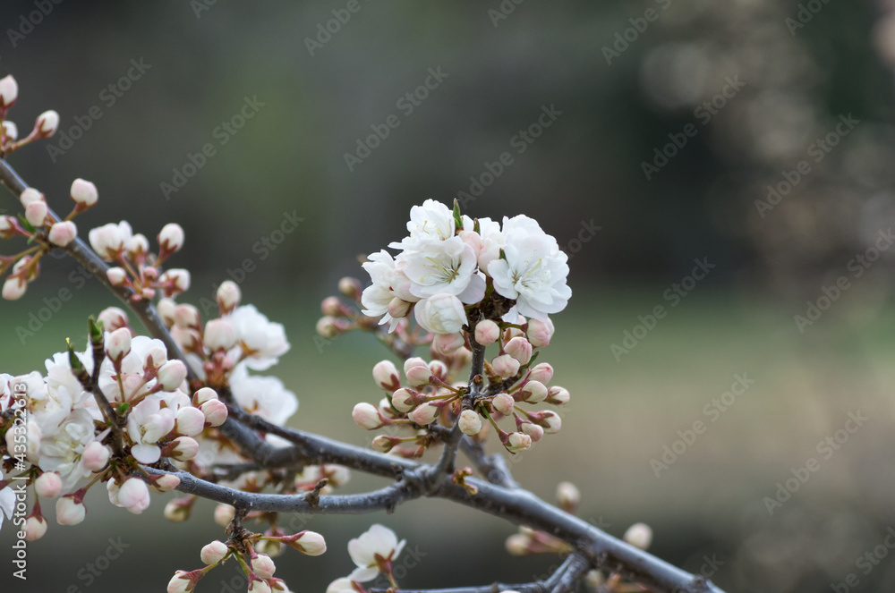 Fototapeta premium White Tree Blossoms in the Spring
