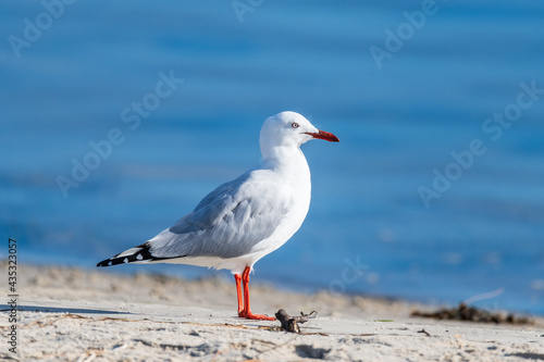 Seagull on the beach by the water