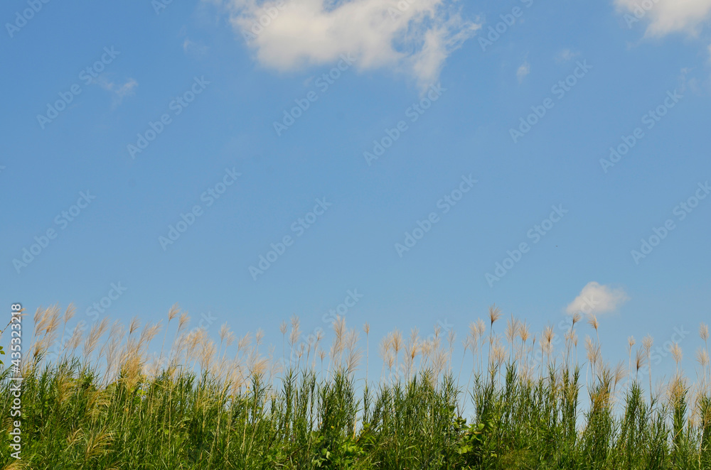 Japanese pampas grass swaying in the wind and the blue sky. Japanese pampas grass swaying in the wind and the blue sky.