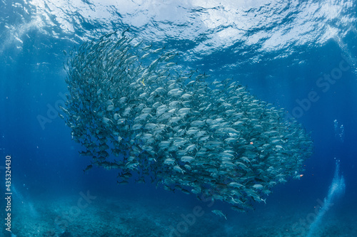 A school of bigeye trevally