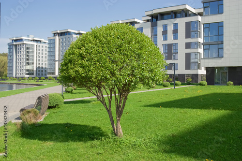 Urban landscape. Well-groomed tree on the background of modern buildings