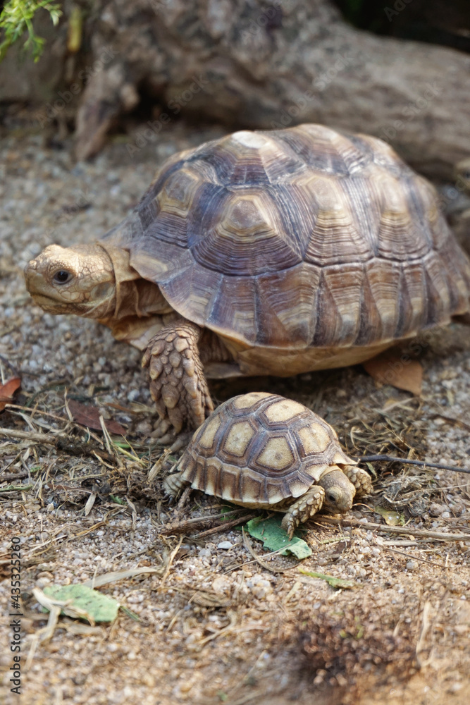 African Sulcata Tortoise Natural Habitat,Close up African spurred tortoise resting in the garden, Slow life ,Africa spurred tortoise sunbathe on ground with his protective shell ,Beautiful Tortoise African Sulcata Tortoise Natural Habitat,Close up African spurred tortoise resting in the garden, Slow life ,Africa spurred tortoise sunbathe on ground with his protective shell ,Beautiful Tortoise