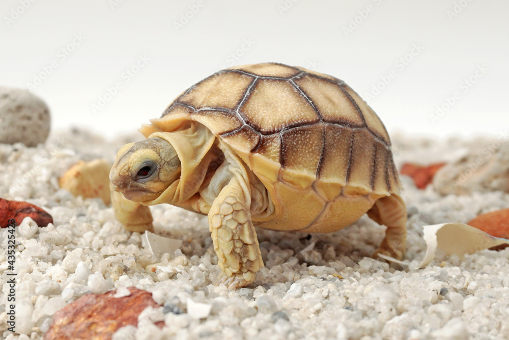 Obraz premium African Sulcata Tortoise Natural Habitat,Close up African spurred tortoise resting in the garden, Slow life ,Africa spurred tortoise sunbathe on ground with his protective shell ,Beautiful Tortoise