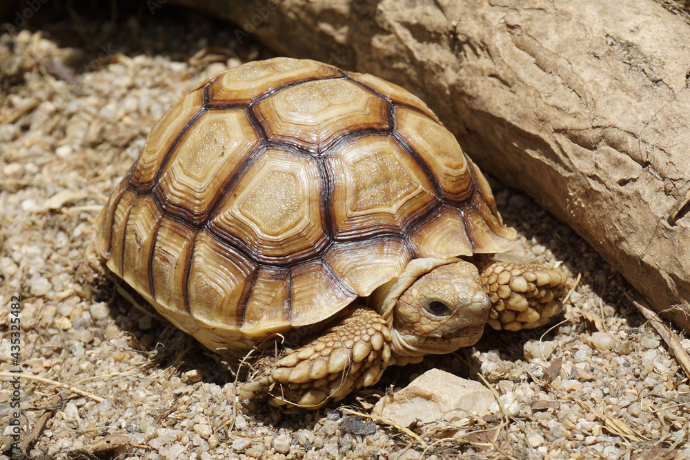 African Sulcata Tortoise Natural Habitat,Close up African spurred tortoise resting in the garden, Slow life ,Africa spurred tortoise sunbathe on ground with his protective shell ,Beautiful Tortoise
African Sulcata Tortoise Natural Habitat,Close up African spurred tortoise resting in the garden, Slow life ,Africa spurred tortoise sunbathe on ground with his protective shell ,Beautiful Tortoise
