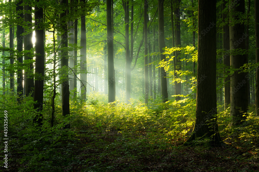 Fototapeta premium Beautiful morning in the forest