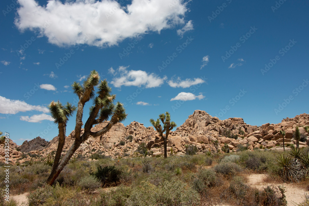 Yucca Palm Trees Out in Joshua Tree National Park Yucca Palm Trees Out in Joshua Tree National Park