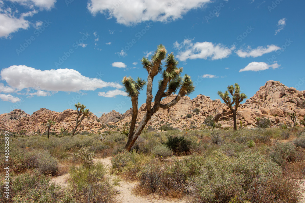 Yucca Palm Trees Out in Joshua Tree National Park Yucca Palm Trees Out in Joshua Tree National Park