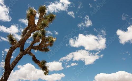 Yucca Palm Tree Against Brilliant Blue Cloudy Sky